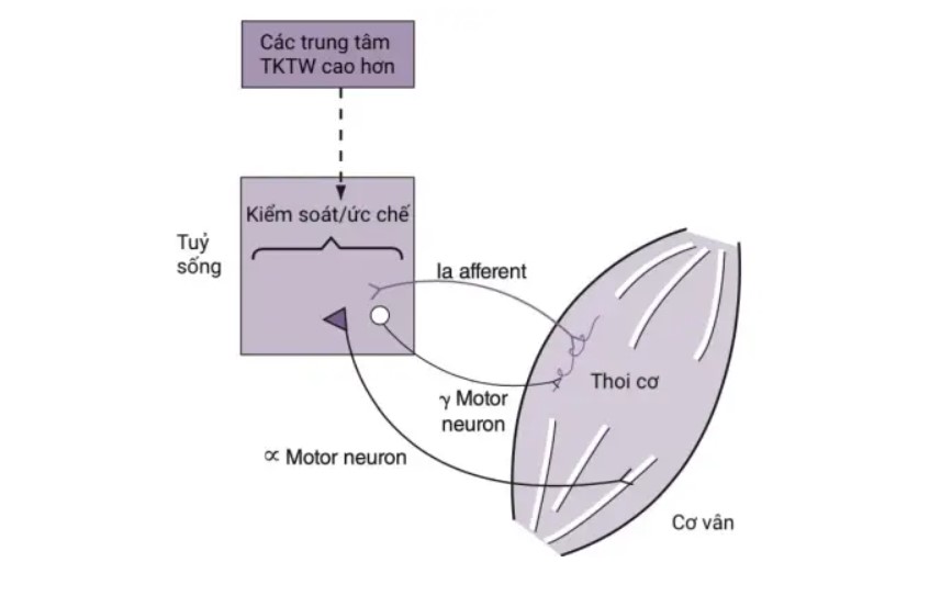 giãn cơ các trung tâm TKTW cao hơn 