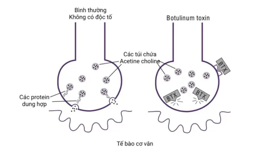 giãn cơ bình thường không có độc tố, các protein dung hợp 